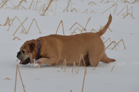 Continental Bulldog Paula bei den Seeblickbulls Continental Bulldog Paula bei den Seeblickbulls