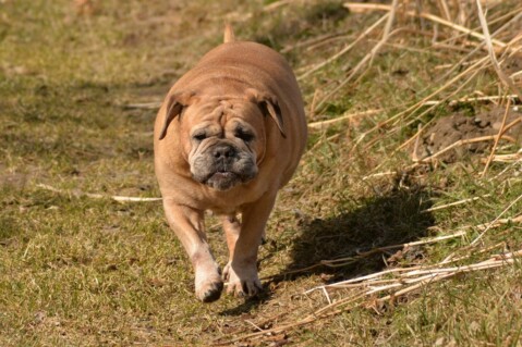 Continental Bulldog Paula bei den Seeblickbulls Continental Bulldog Paula bei den Seeblickbulls