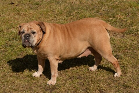 Continental Bulldog Paula bei den Seeblickbulls Continental Bulldog Paula bei den Seeblickbulls