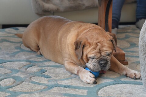 Continental Bulldog Paula bei den Seeblickbulls Continental Bulldog Paula bei den Seeblickbulls