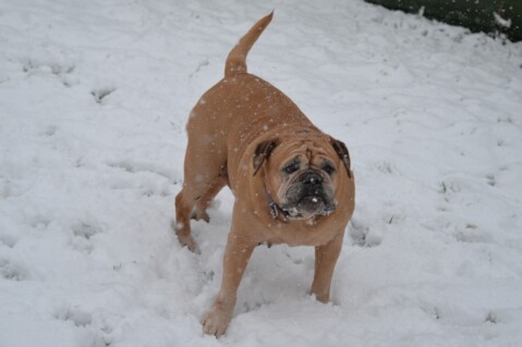 Continental Bulldog Paula bei den Seeblickbulls Continental Bulldog Paula bei den Seeblickbulls