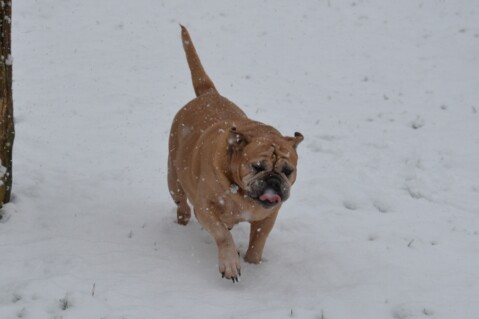 Continental Bulldog Paula bei den Seeblickbulls Continental Bulldog Paula bei den Seeblickbulls