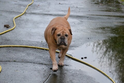 Continental Bulldog Paula bei den Seeblickbulls Continental Bulldog Paula bei den Seeblickbulls