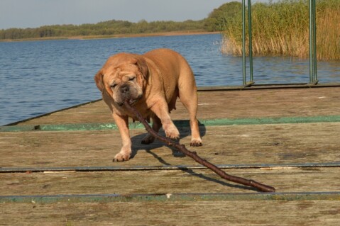Continental Bulldog Paula bei den Seeblickbulls Continental Bulldog Paula bei den Seeblickbulls