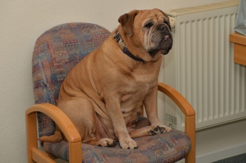 Continental Bulldog Paula bei den Seeblickbulls Continental Bulldog Paula bei den Seeblickbulls