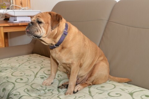 Continental Bulldog Paula bei den Seeblickbulls Continental Bulldog Paula bei den Seeblickbulls