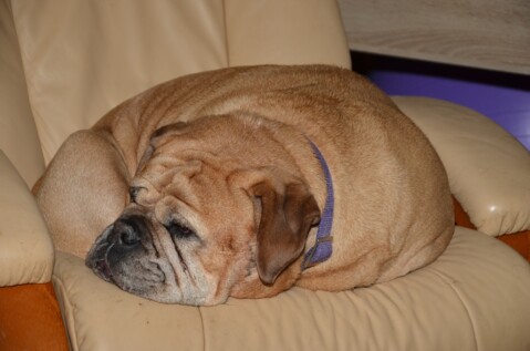 Continental Bulldog Paula bei den Seeblickbulls Continental Bulldog Paula bei den Seeblickbulls