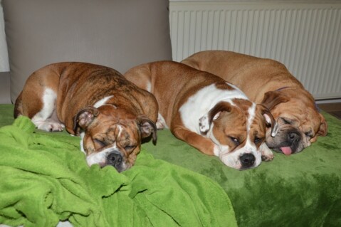 Continental Bulldog Paula bei den Seeblickbulls Continental Bulldog Paula bei den Seeblickbulls