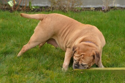 Continental Bulldog Paula bei den Seeblickbulls Continental Bulldog Paula bei den Seeblickbulls