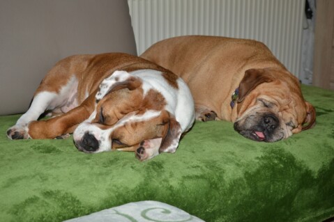 Continental Bulldog Paula bei den Seeblickbulls Continental Bulldog Paula bei den Seeblickbulls