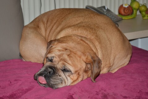 Continental Bulldog Paula bei den Seeblickbulls Continental Bulldog Paula bei den Seeblickbulls