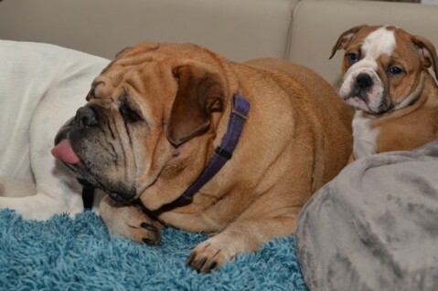 Continental Bulldog Paula bei den Seeblickbulls Continental Bulldog Paula bei den Seeblickbulls