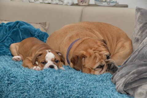 Continental Bulldog Paula bei den Seeblickbulls Continental Bulldog Paula bei den Seeblickbulls