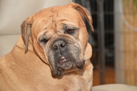 Continental Bulldog Paula bei den Seeblickbulls Continental Bulldog Paula bei den Seeblickbulls