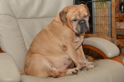 Continental Bulldog Paula bei den Seeblickbulls Continental Bulldog Paula bei den Seeblickbulls