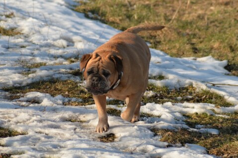 Continental Bulldog Paula bei den Seeblickbulls Continental Bulldog Paula bei den Seeblickbulls