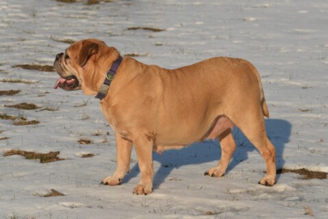 Continental Bulldog Paula bei den Seeblickbulls Continental Bulldog Paula bei den Seeblickbulls