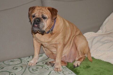 Continental Bulldog Paula bei den Seeblickbulls Continental Bulldog Paula bei den Seeblickbulls