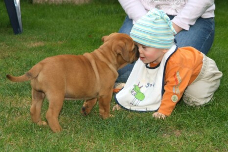 Continental Bulldog Bulldogman's Haja's Paula Continental Bulldog Bulldogman's Haja's Paula