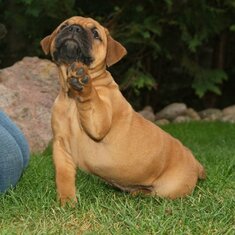 Continental Bulldog Bulldogman's Haja's Paula Continental Bulldog Bulldogman's Haja's Paula