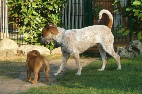 Continental Bulldog Bulldogman's Haja's Paula Continental Bulldog Bulldogman's Haja's Paula