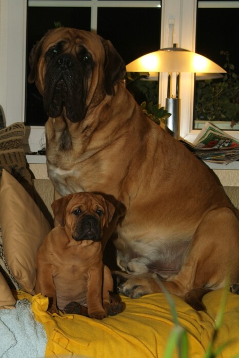 Continental Bulldog Paula bei den Seeblickbulls Continental Bulldog Paula bei den Seeblickbulls