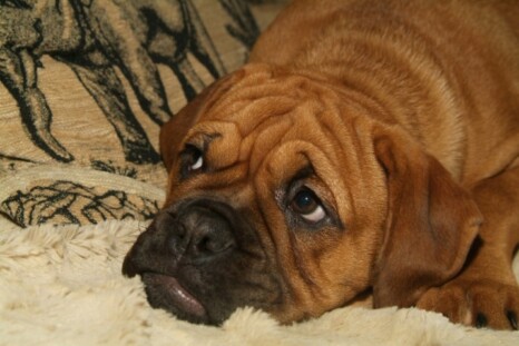 Continental Bulldog Paula bei den Seeblickbulls Continental Bulldog Paula bei den Seeblickbulls
