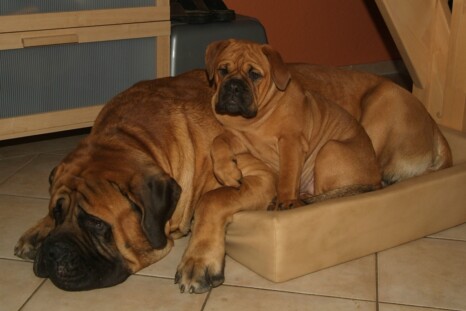 Continental Bulldog Paula bei den Seeblickbulls Continental Bulldog Paula bei den Seeblickbulls