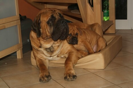 Continental Bulldog Paula bei den Seeblickbulls Continental Bulldog Paula bei den Seeblickbulls
