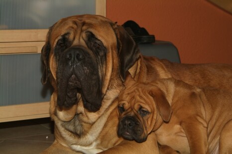 Continental Bulldog Paula bei den Seeblickbulls Continental Bulldog Paula bei den Seeblickbulls