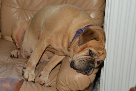 Continental Bulldog Paula bei den Seeblickbulls Continental Bulldog Paula bei den Seeblickbulls