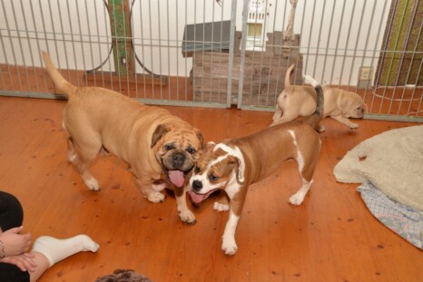 Continental Bulldog Paula bei den Seeblickbulls Continental Bulldog Paula bei den Seeblickbulls