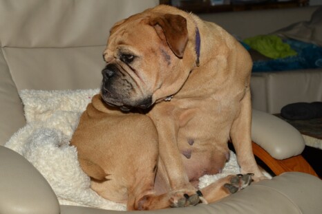 Continental Bulldog Paula bei den Seeblickbulls Continental Bulldog Paula bei den Seeblickbulls
