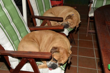 Continental Bulldog Paula bei den Seeblickbulls Continental Bulldog Paula bei den Seeblickbulls