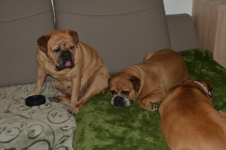 Continental Bulldog Paula bei den Seeblickbulls Continental Bulldog Paula bei den Seeblickbulls