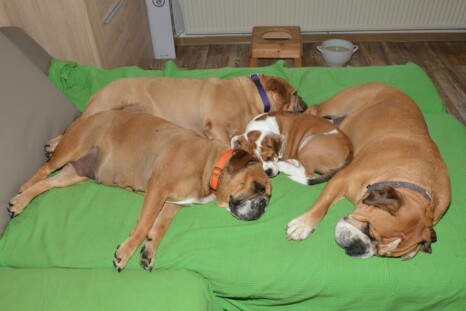 Continental Bulldog Paula bei den Seeblickbulls Continental Bulldog Paula bei den Seeblickbulls