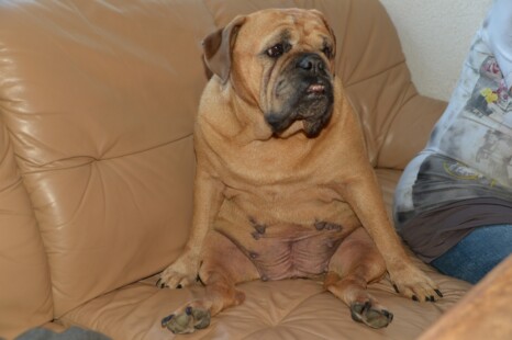 Continental Bulldog Paula bei den Seeblickbulls Continental Bulldog Paula bei den Seeblickbulls