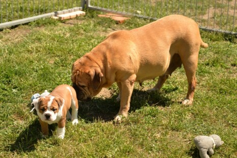 Continental Bulldog Paula bei den Seeblickbulls Continental Bulldog Paula bei den Seeblickbulls