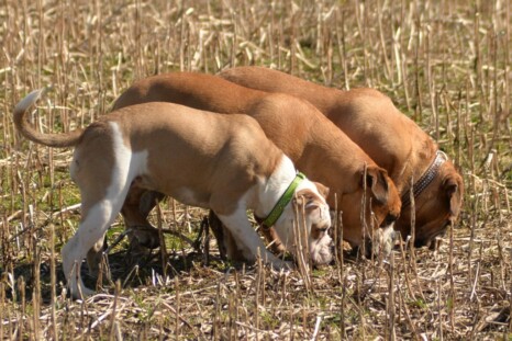 Continental Bulldog Paula bei den Seeblickbulls Continental Bulldog Paula bei den Seeblickbulls