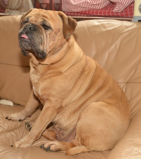 Continental Bulldog Paula bei den Seeblickbulls Continental Bulldog Paula bei den Seeblickbulls