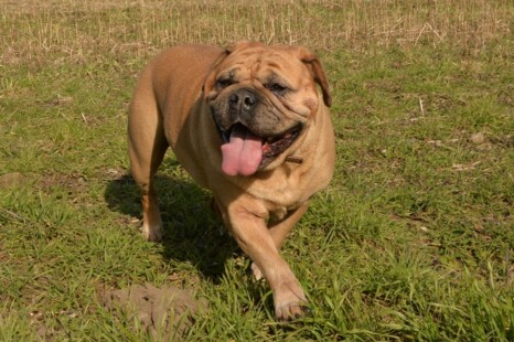 Continental Bulldog Paula bei den Seeblickbulls Continental Bulldog Paula bei den Seeblickbulls