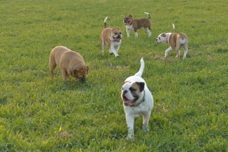 Continental Bulldog Paula bei den Seeblickbulls Continental Bulldog Paula bei den Seeblickbulls
