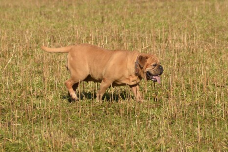 Continental Bulldog Paula bei den Seeblickbulls Continental Bulldog Paula bei den Seeblickbulls