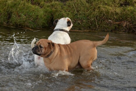 Continental Bulldog Paula bei den Seeblickbulls Continental Bulldog Paula bei den Seeblickbulls