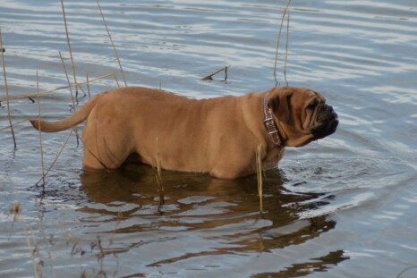 Continental Bulldog Paula bei den Seeblickbulls Continental Bulldog Paula bei den Seeblickbulls