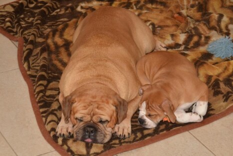 Continental Bulldog Paula bei den Seeblickbulls Continental Bulldog Paula bei den Seeblickbulls