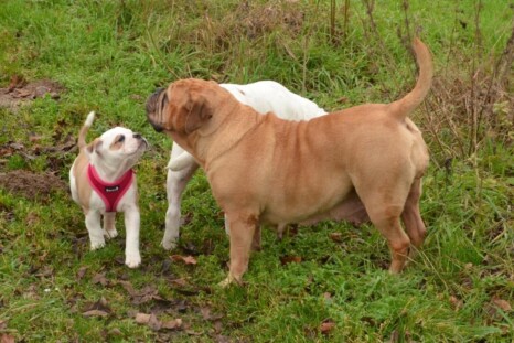 Continental Bulldog Paula bei den Seeblickbulls Continental Bulldog Paula bei den Seeblickbulls