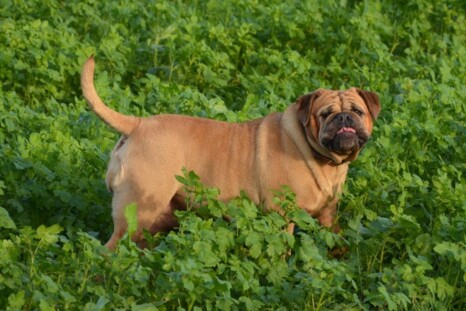 Continental Bulldog Paula bei den Seeblickbulls Continental Bulldog Paula bei den Seeblickbulls