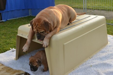 Continental Bulldog Paula bei den Seeblickbulls Continental Bulldog Paula bei den Seeblickbulls