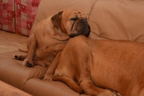 Continental Bulldog Paula bei den Seeblickbulls Continental Bulldog Paula bei den Seeblickbulls